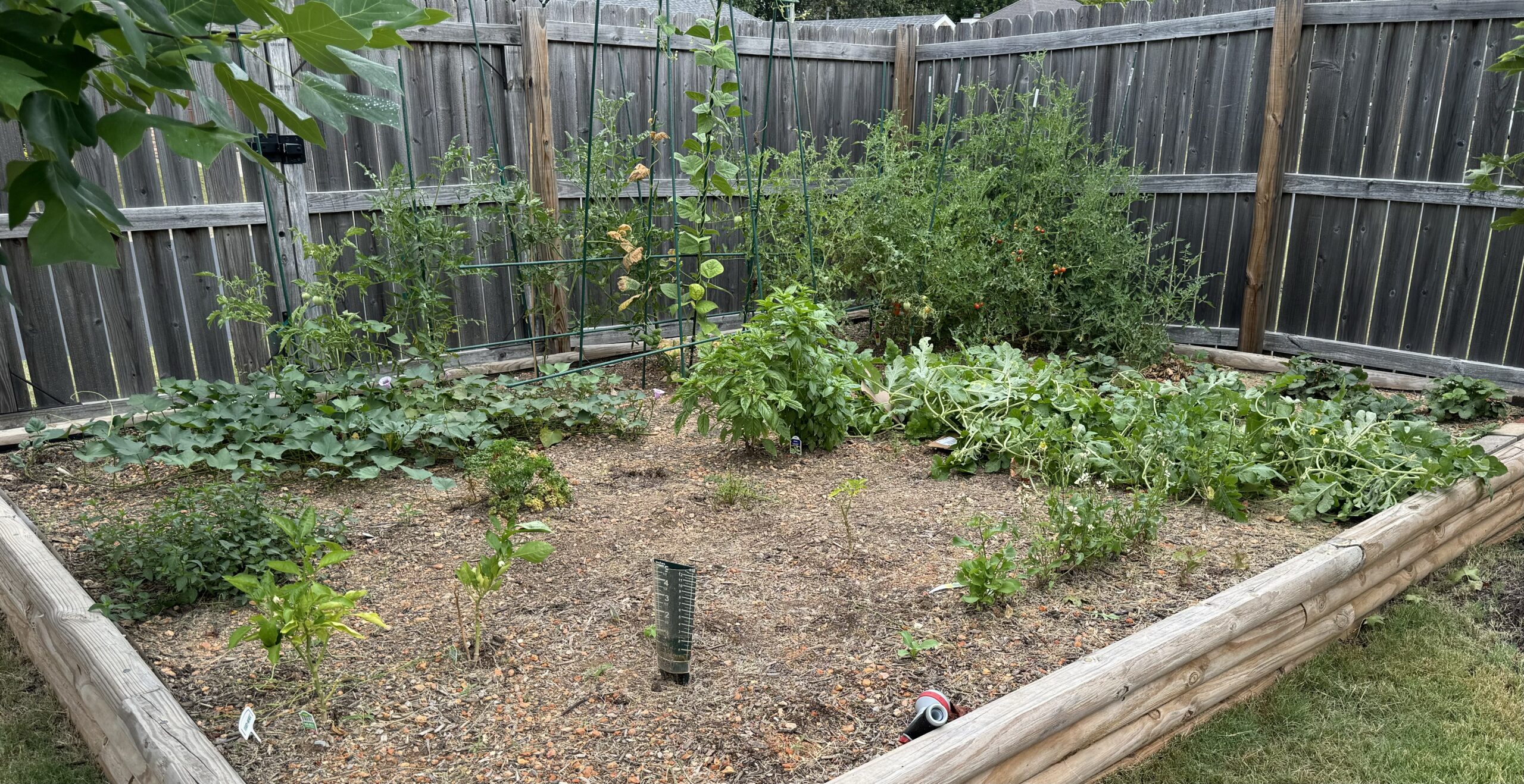 My not-ready-for-prime-time garden